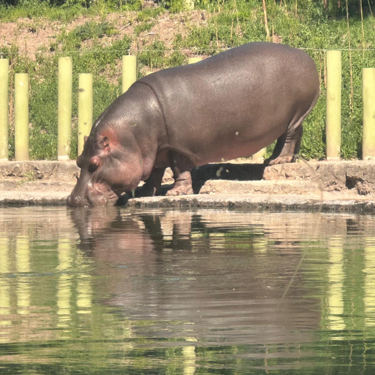 Hipopótamos un gigante de África - Ambiente de Hipopótamos