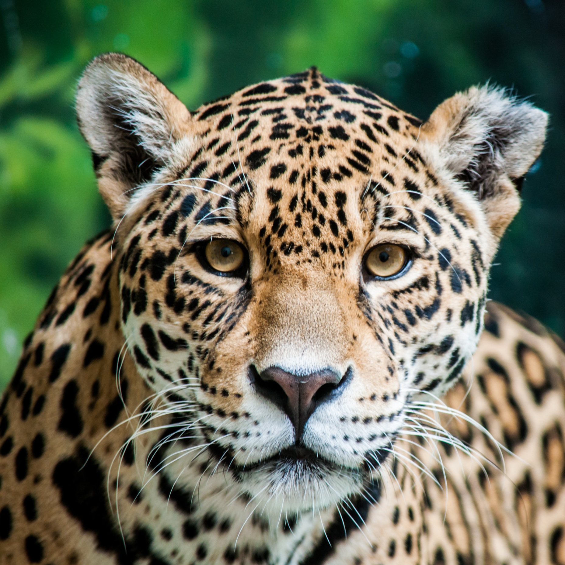 Yaguareté, embajador de la selva - Ambiente yaguareté