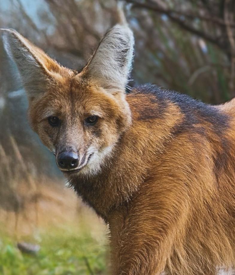 Aguará Guazú el Lobo del Pastizal - Ambiente de Aguará
