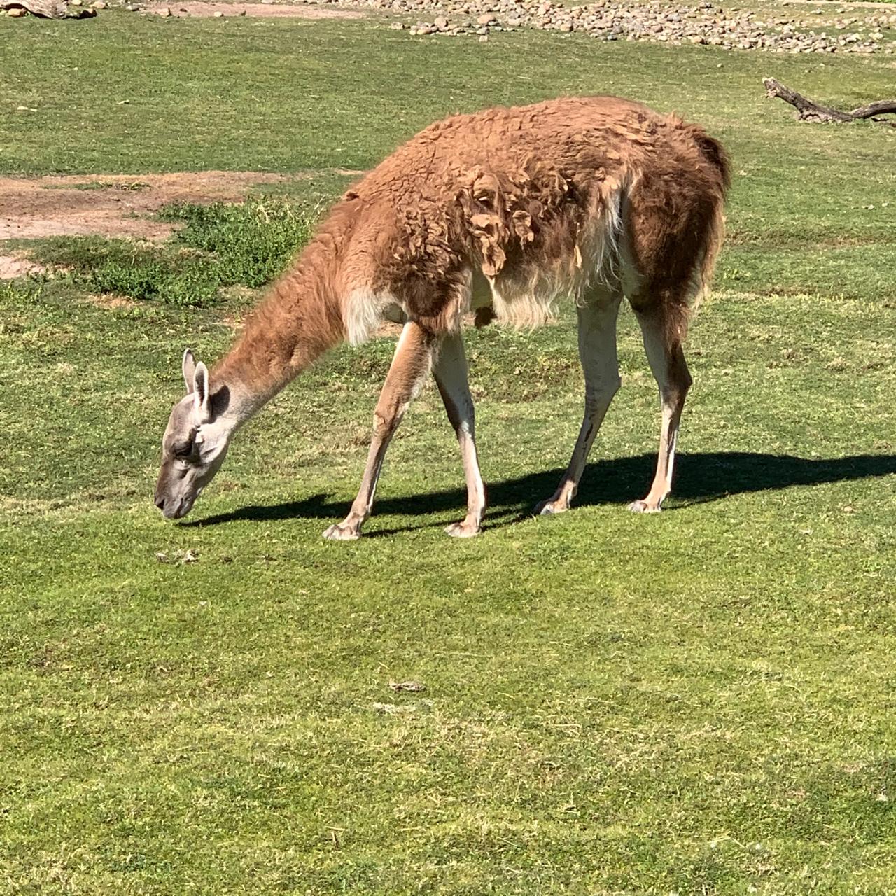 Familias de la Estepa Patagonia - Frente a Guanacos