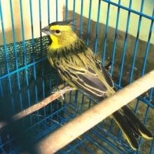 Tráfico ilegal de animales en Argentina: 43 aves fueron recibidas por Fundación Temaikèn