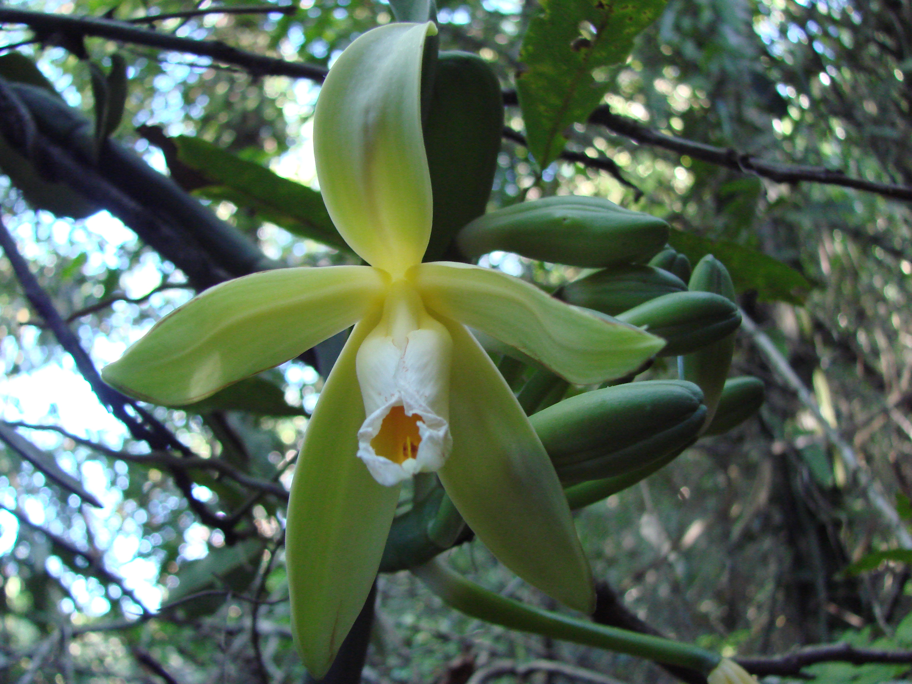 Orquídea Vainilla