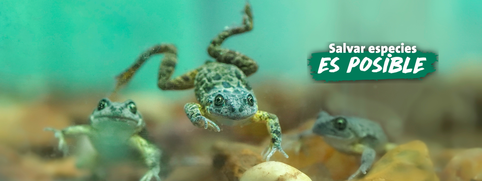 Salvar Especies Es Posible